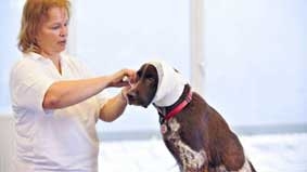 Học sơ cứu chó