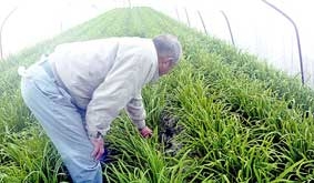 Ngừng tiêu thụ thực phẩm gần nhà máy Fukushima