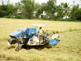 Sản lượng lúa đông xuân 
đạt trên 10 triệu tấn