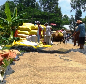 Gánh nặng tái đầu tư vụ lúa mới