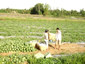 Nâng cao năng lực các chuỗi sản xuất nông sản