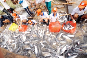 Tìm giải pháp phục hồi nghề nuôi cá tra