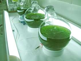 Tảo + CO<sub>2</sub> = xăng 

của tương lai