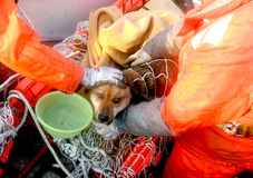 Sống sót lạ kỳ!