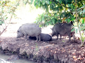 Tìm hướng đi mới cho kinh tế trang trại ĐBSCL