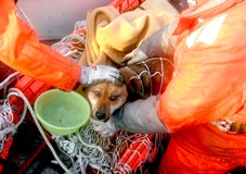 Sống sót lạ kỳ!