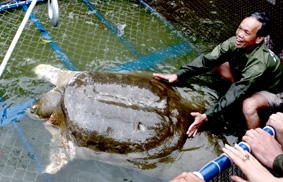 Rùa Hồ Gươm đã được đưa về bể điều trị 
tại chân tháp Rùa