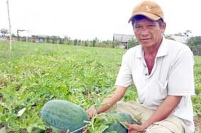 Trúng mùa dưa hấu