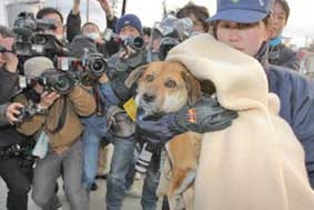 Chó bị sóng thần đánh 
trùng phùng với chủ