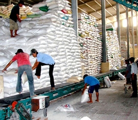 Xuất khẩu gạo tăng, nhưng thách thức còn ở phía trước