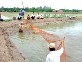 Mùa tôm nhiều khó khăn