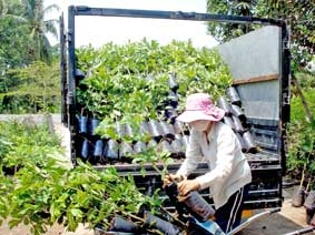 Cây giống đang hút hàng