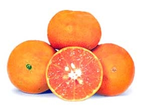 Quýt tốt không thua táo