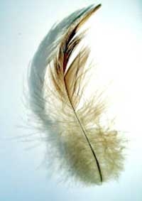 Có thể tái chế lông gà thành nhựa dễ hủy