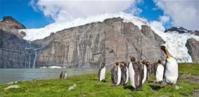 Nam cực đang 
trở nên xanh hơn