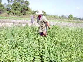 Cây mè cho hiệu quả kinh tế cao