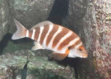 Đại dương ấm lên đang đe dọa một số loài cá