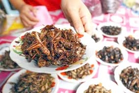 Côn trùng - giải pháp chống suy dinh dưỡng toàn cầu