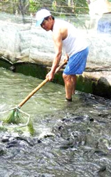 Nuôi cá lóc trong bể bạt - ít vốn, hiệu quả cao