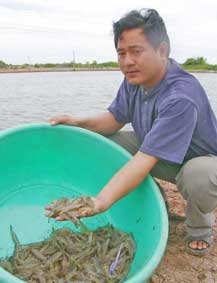 Nuôi tôm thẻ chân trắng và những vấn đề đặt ra