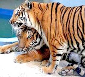 Đôi cọp William và Kate