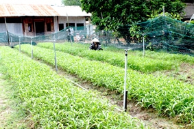 Trồng rau sạch trên đảo Phú Quốc