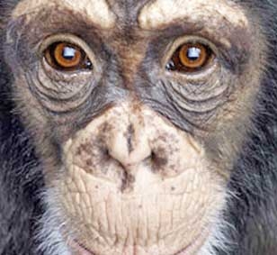 Tinh tinh cũng biết tự nhận thức