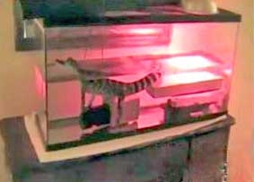 Nuôi cá sấu để... quyến rũ người đẹp