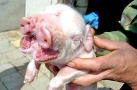 2 mõm 
nên ăn nhiều