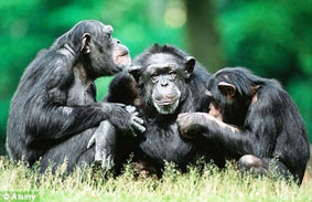 Tinh tinh có hơn 66 cử chỉ để giao tiếp