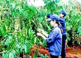 Cà phê đang cần chiến lược phát triển dài hạn