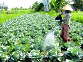 Chưa đáp ứng những đơn hàng lớn