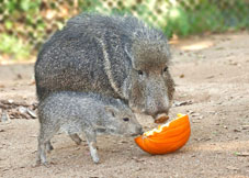 Chế độ “đãi ngộ” động vật vào mùa hè