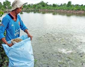 Nhiều khuyến cáo cho người nuôi cá tra