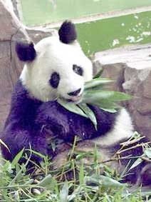 Gấu trúc già nhất 
thế giới qua đời