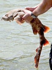 Phát hiện “cá mập bí mật” trong hồ nuôi