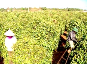 Cần nâng cao giá trị hạt tiêu xuất khẩu