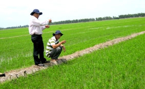 Nhân rộng cánh đồng mẫu