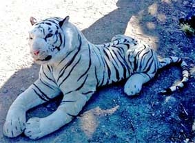 Cứ ngỡ là ... thật