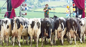 “Live show” cho bò