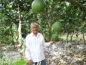 Làm gì để nâng cao giá trị trái cây Đồng bằng sông Cửu Long?