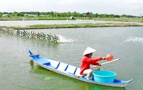 Nỗi lo trước đợt thả nuôi lấp vụ tôm sú