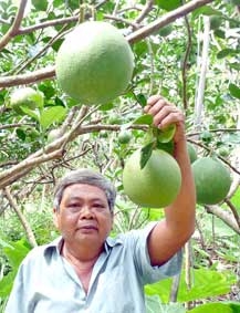 Thêm một tổ hợp tác sản xuất bưởi da xanh đạt tiêu chuẩn VietGAP