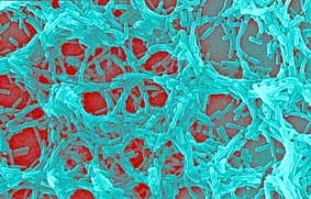 Dùng vi khuẩn sản xuất điện