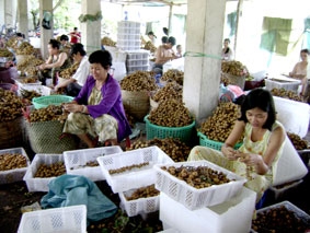 Làm gì để nâng cao giá trị trái cây Đồng bằng sông Cửu Long?