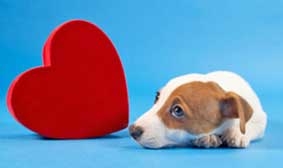 “Trang web hẹn hò” cho chó cưng