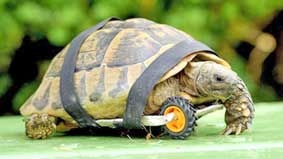 Nhanh nhẹn dù chỉ còn... 3 chân