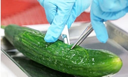 Khuẩn E.coli và hệ lụy chết người