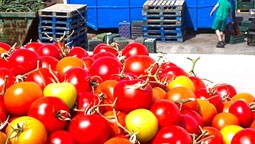 Rau cải không phải là nguồn lây nhiễm khuẩn E.coli