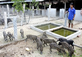 Nuôi heo rừng trang trại đạt hiệu quả kinh tế cao